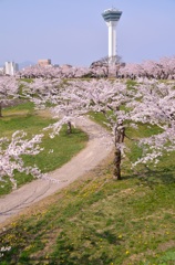桜と五稜郭タワー