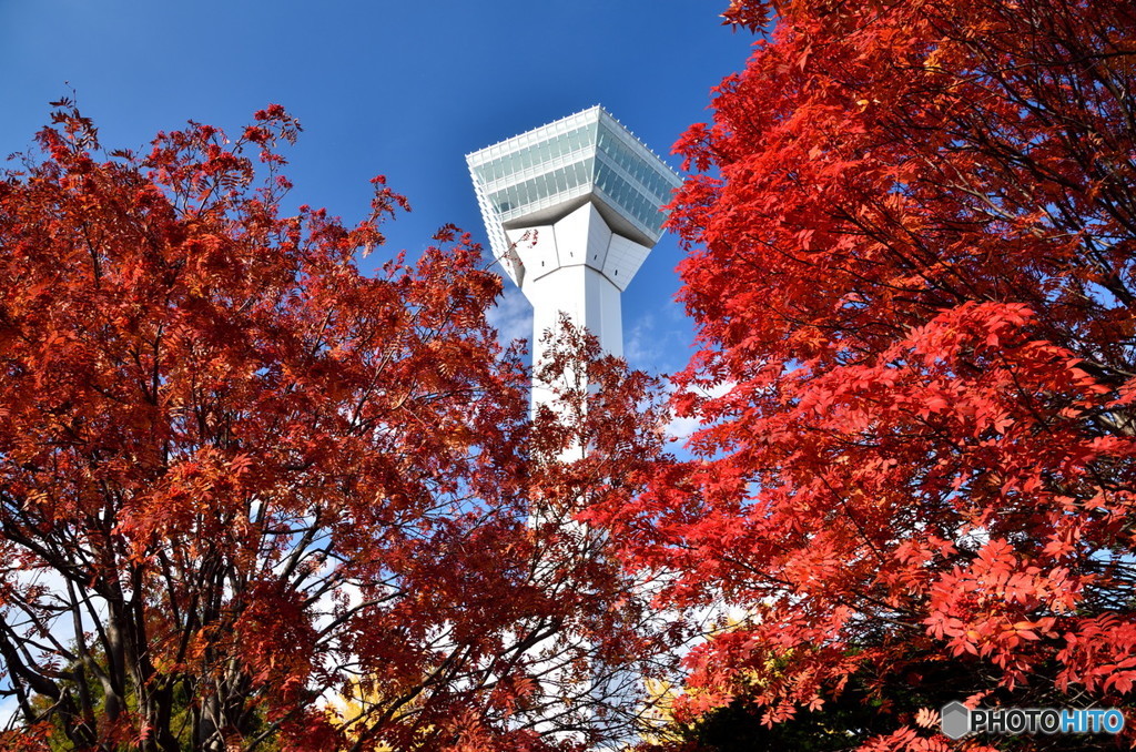 紅葉と五稜郭タワー