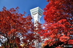 紅葉と五稜郭タワー
