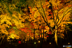 香雪園の秋