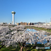 一面の桜