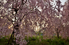 枝垂れ桜咲く