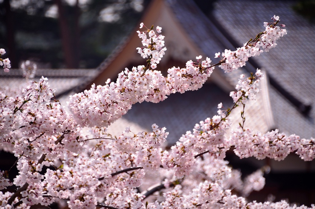 桜満開