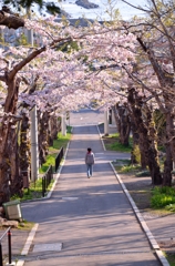 桜並木の参道