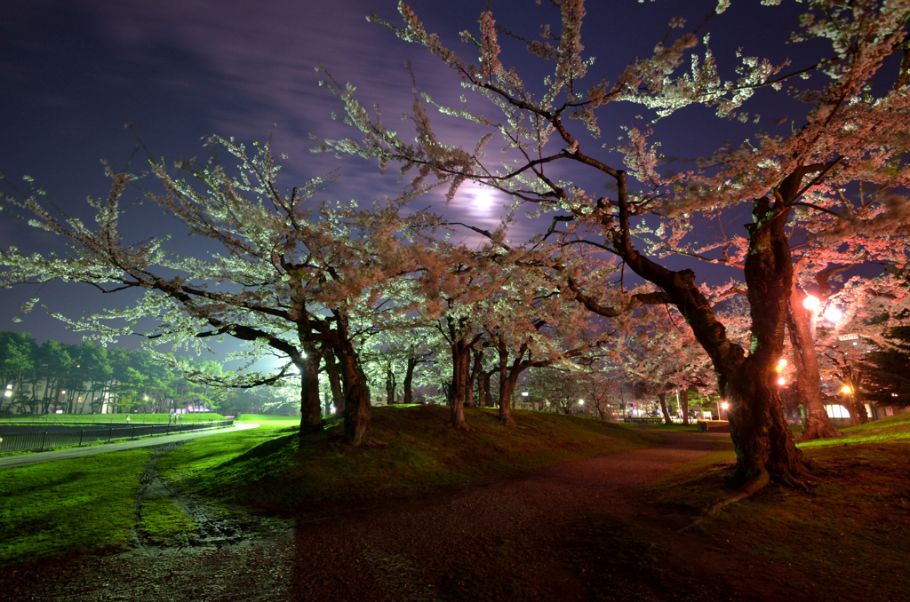月と夜桜