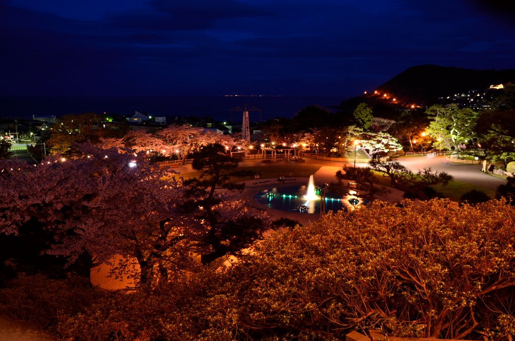 夜桜と噴水