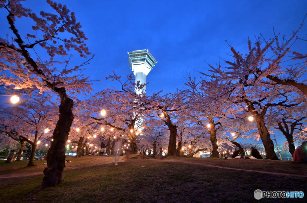 五稜郭公園の夜桜