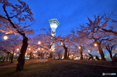 五稜郭公園の夜桜