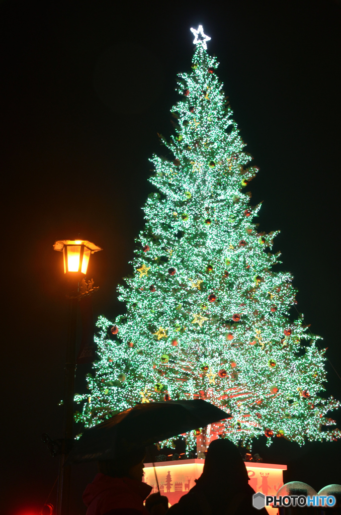 雨のクリスマスツリー