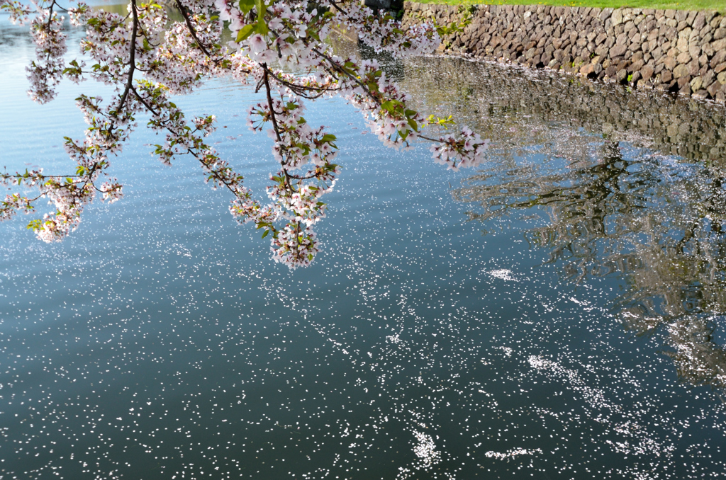 水面の花びら