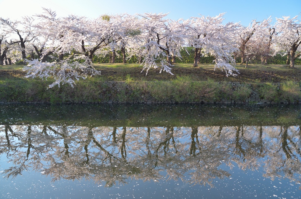 桜色の風景