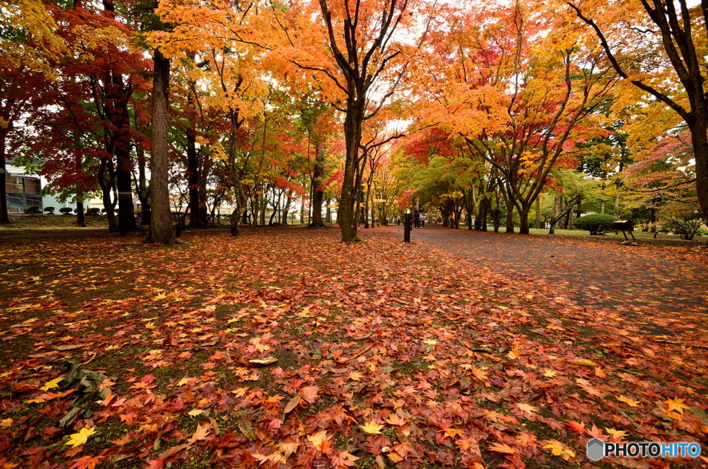 紅葉の季節