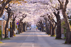 桜並木の朝