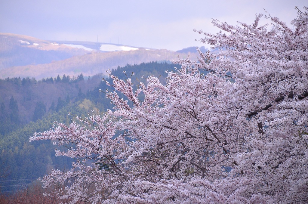 春の朝