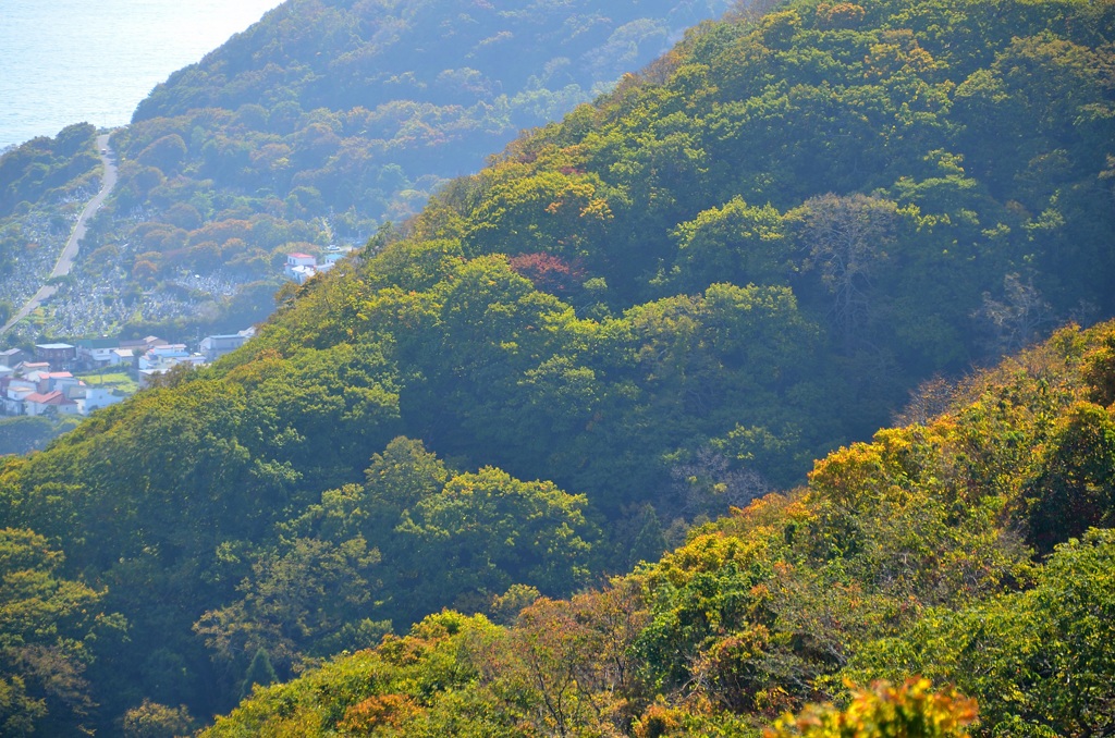 紅葉の季節