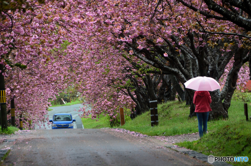 雨の八重桜