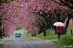 雨の八重桜