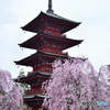 桜の季節