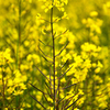 菜の花