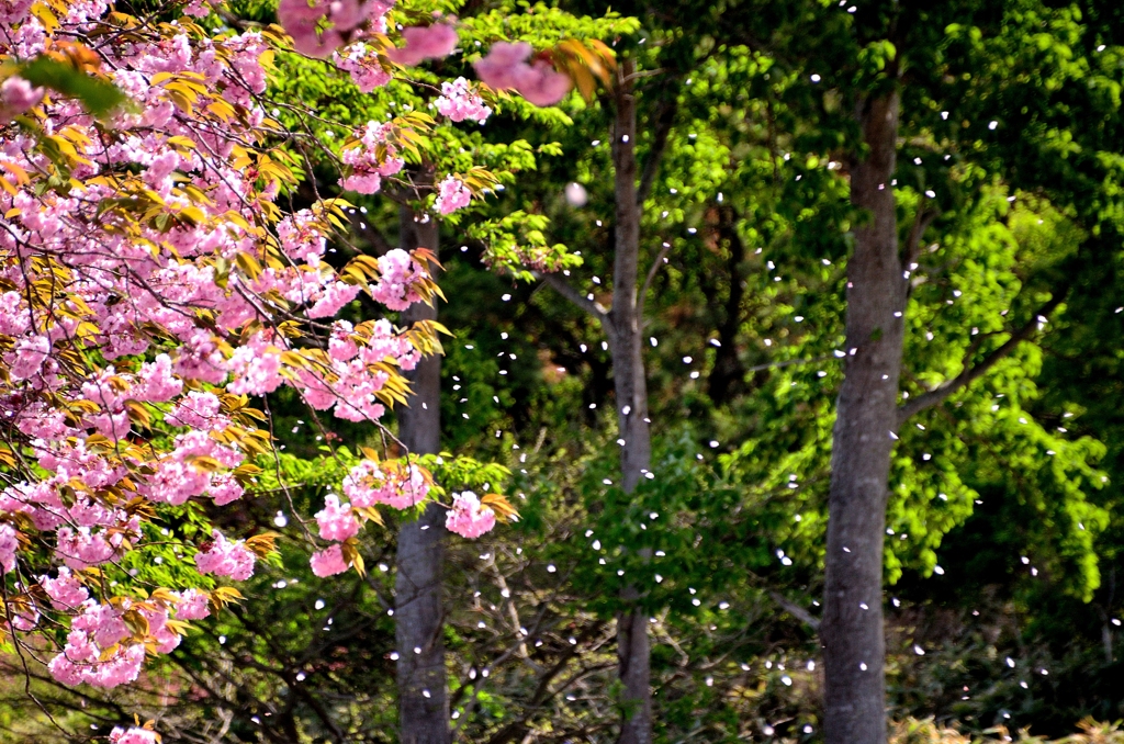 The cherry-blossoms fall