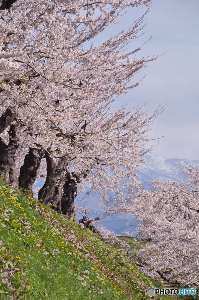 五稜郭公園の桜