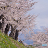 五稜郭公園の桜