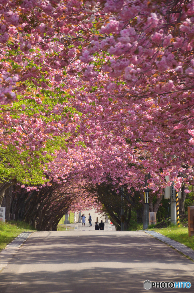 桜トンネル