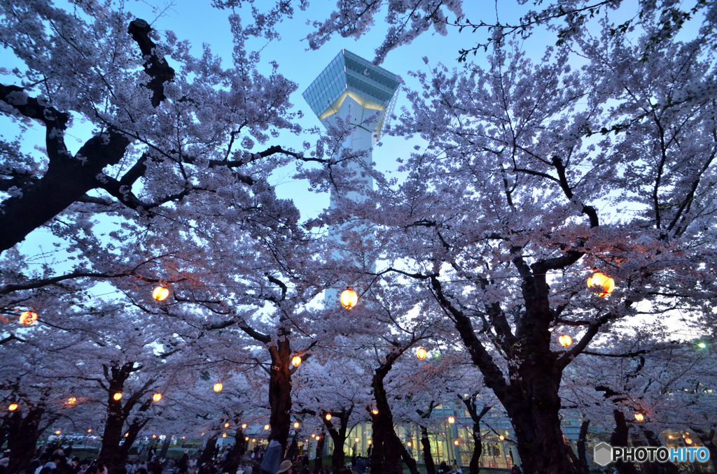 夜桜の五稜郭公園