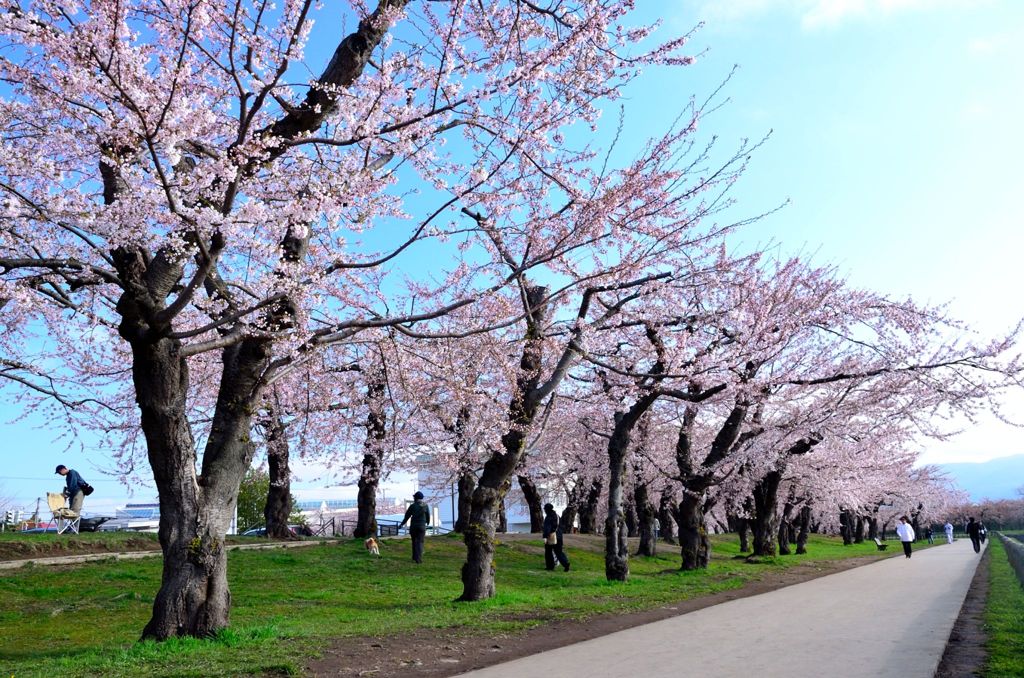 桜並木