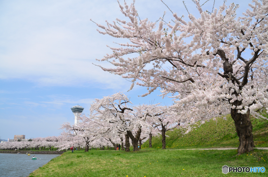 満開の公園