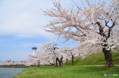 満開の公園