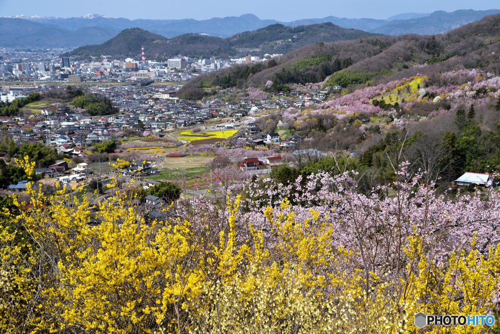 花見山から