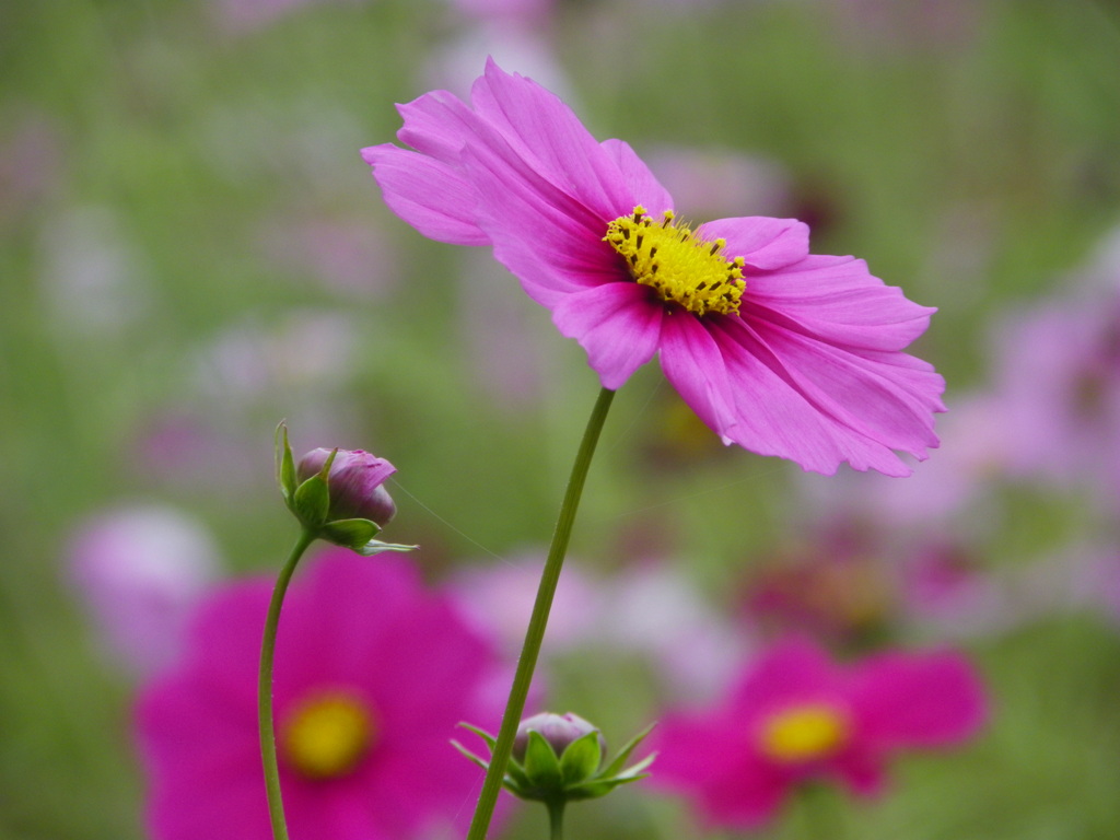 秋桜