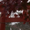 _C070482