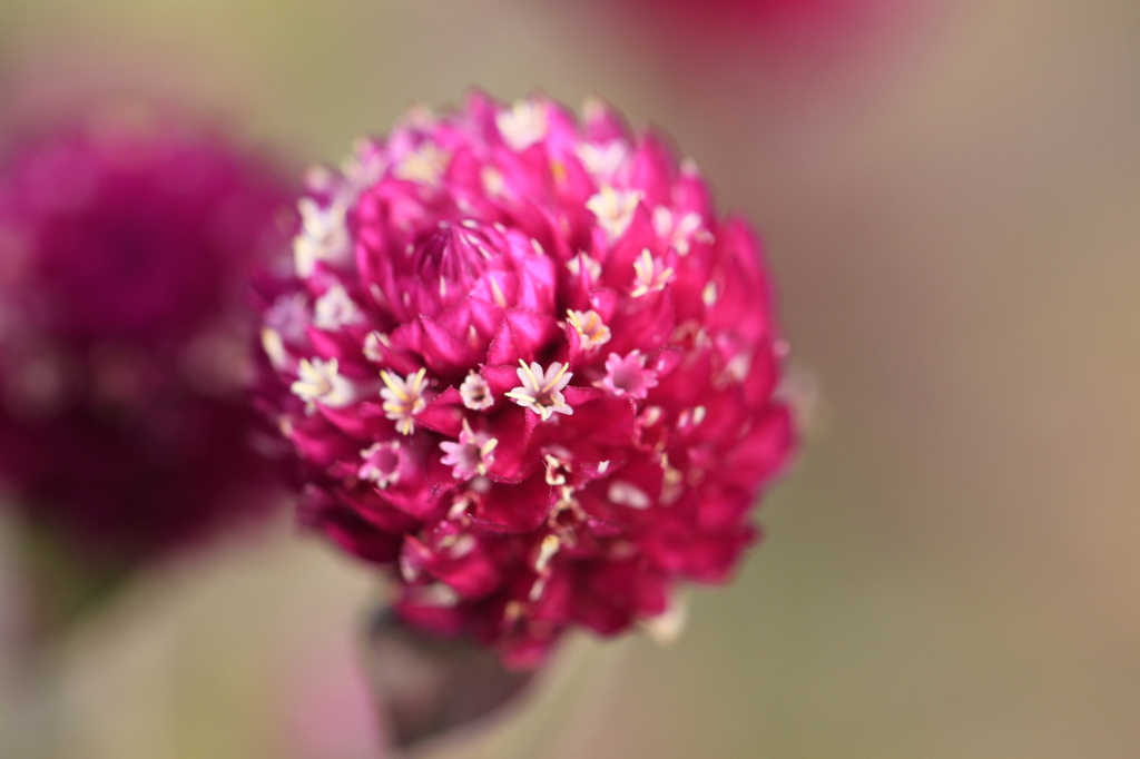 花の中に花