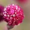 花の中に花