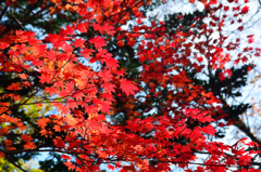 層雲峡　紅葉