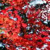 層雲峡　紅葉