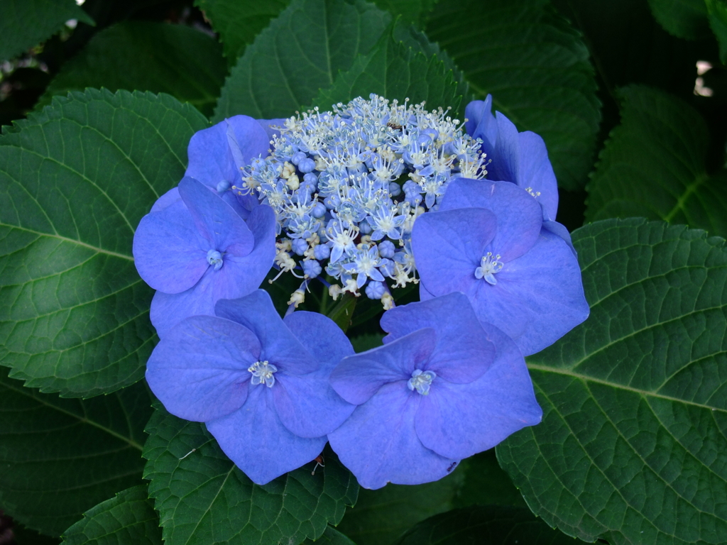 アジサイ