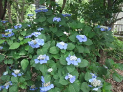 アジサイ