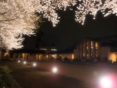 夜桜
