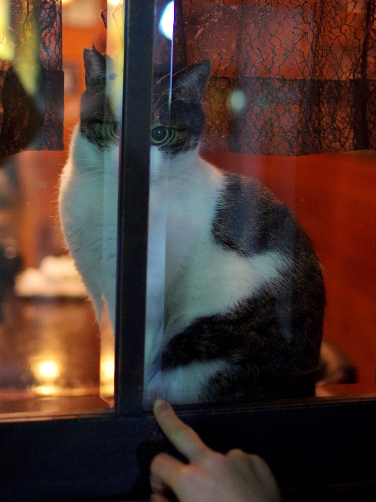 より目ねこ