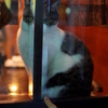 より目ねこ