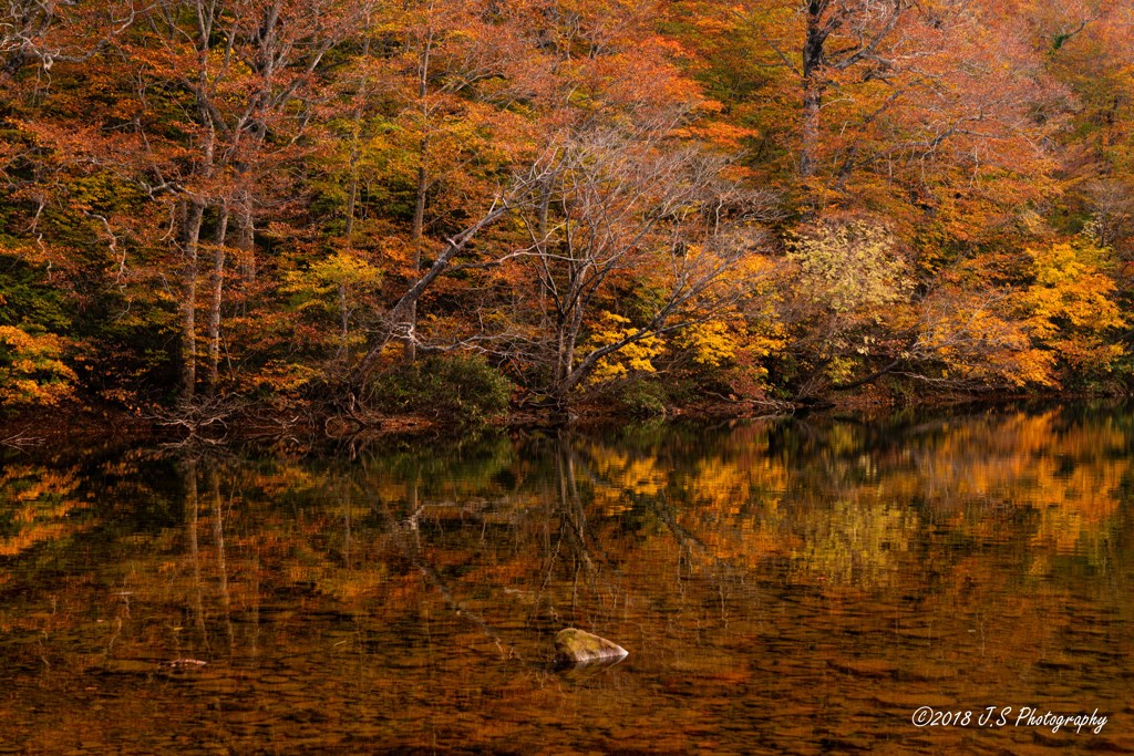 紅葉の風景