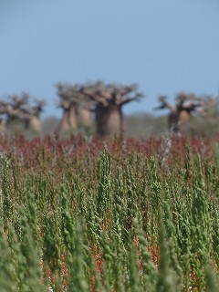 Baobab 4