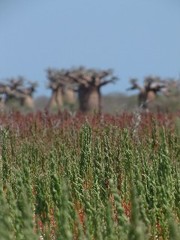 Baobab 4