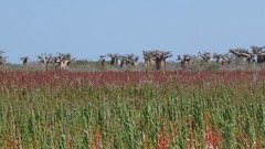 Baobab tree 3
