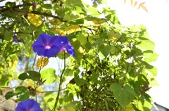 とある日曜日のあさがお