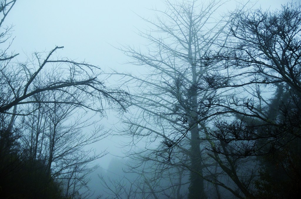 霧の中の枯れ木
