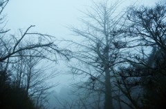霧の中の枯れ木